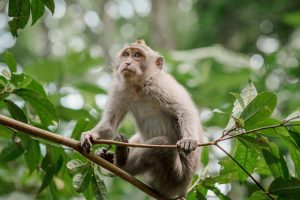 Alas Kedaton Monkey Forest