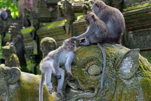 Monkey Forest Ubud