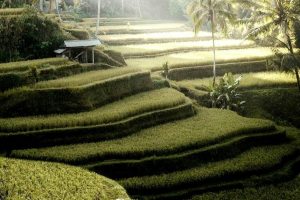 Terasering Tegalalang