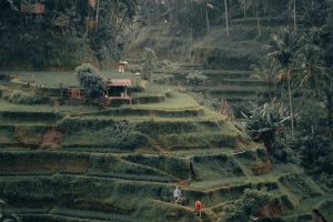 Terasering Ubud